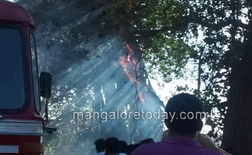 Tree caught fire